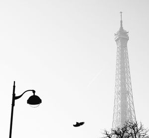 The Eiffel Tower and the Bird_3