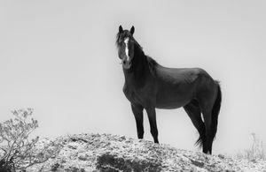 Born Wild Will Die Wild