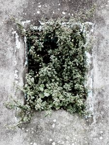 Viacrucis XV