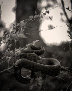 Up a Tree