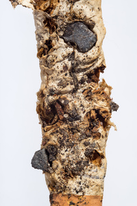 Squashed cigarette.
