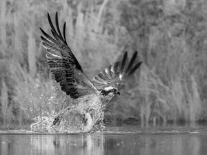 Osprey with Catch