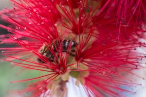 The hiding bee