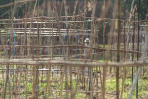The wwoofer taking care of the vegetable garden