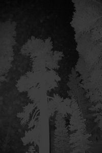 Untitled (Snag)
