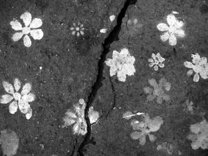 TRACES-PARIS - Les fleurs