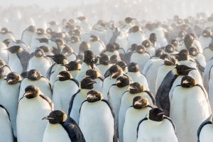 Emperor penguins huddled together as a protection against the wind and snow.