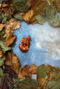 Autumn Pomegranate