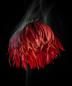 SmokeyFlowers