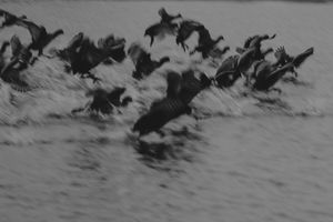 Flight of memories