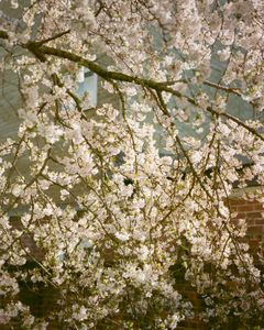 Blossom