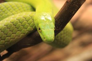 Snake Eyes