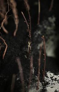 Thorns and Thistles