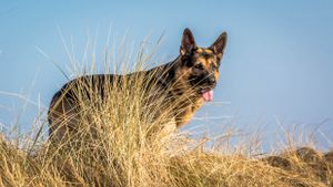 German Shepherd