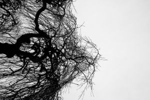Disturbing Nature n°1