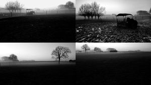 Horses in the mist.
