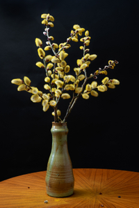 Willow Catkins in green/yellow vase