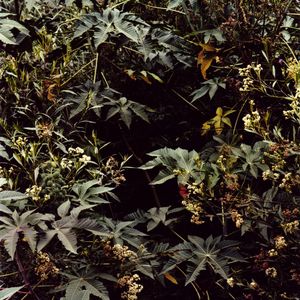 From the series A Secret Garden © Emma Livingston