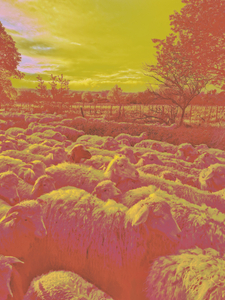 "Color Field: Intensity of Nature”