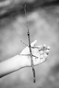 Stick bug