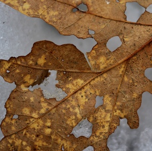 Oak