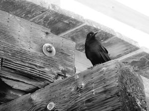 Kure Beach 19