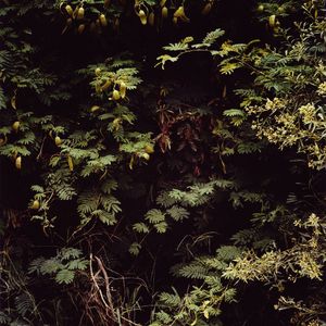 From the series A Secret Garden       © Emma Livingston