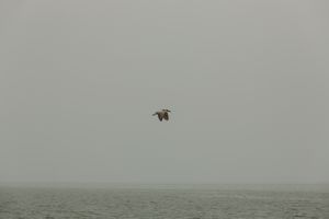 The bird.