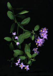 Potato Vine 1