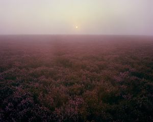 Dawn in the Heather