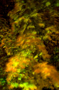 Autumn Leaves in Motion