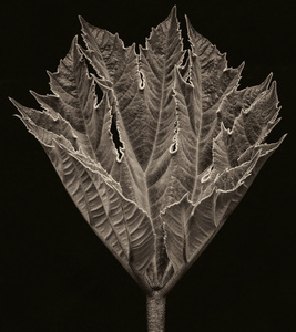 Tetrapanax papyrifera