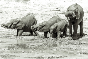 finally drinking! Elephant family in the Southern Luangwa NP, Zambia