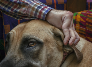 Julius and Jesse. Jesse is a South African Boerboel.