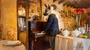 Piano player and rat