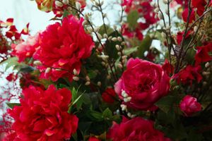 roses