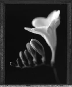 Freesia