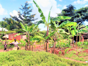 Typical village in eastern Uganda