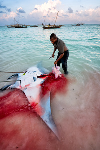 Catch of the day, manta ray