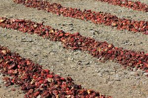 Winnowed Rows