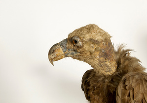 Images from a feature about The previous Museum of Zoology in Amsterdam