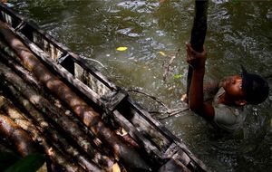 Save Mangrove Forest