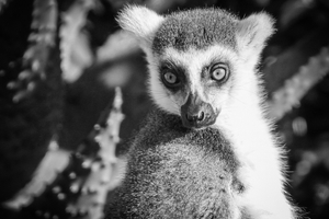 LEMUR POSING