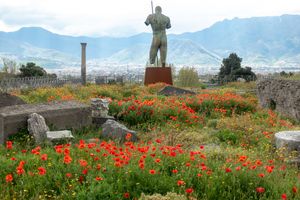 Poppies in Pompei