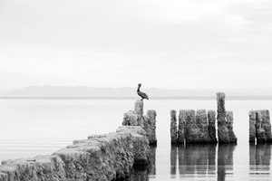 The Solitary