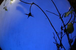 Blue moon