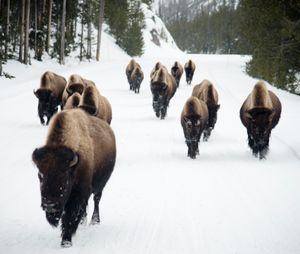 Bison Walk