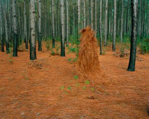 Ghillie Suit (Pines Straw), 2011© Jeremy Chandler