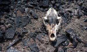 Sittwe, Myanmar, 2012. The skull of a goat, burnt to death as villages escaped their arsoned homes. © Spike Johnson