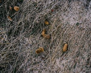 Icelandic Surfaces #15